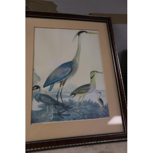 158 - Set of framed exotic & other bird prints