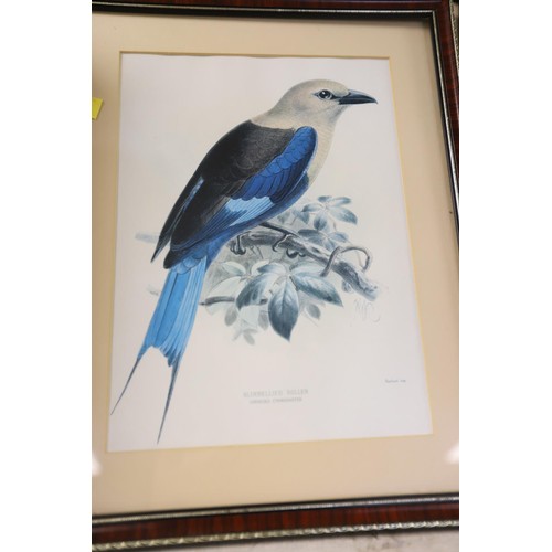 158 - Set of framed exotic & other bird prints