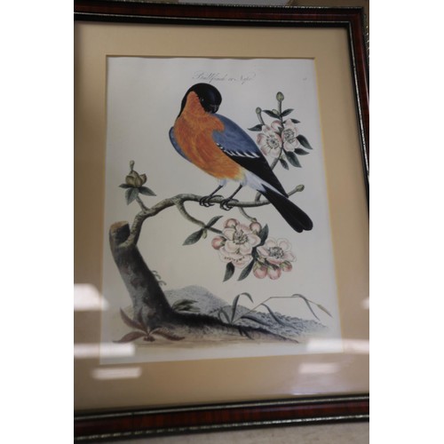 158 - Set of framed exotic & other bird prints