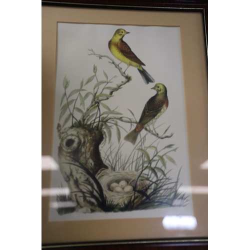 158 - Set of framed exotic & other bird prints