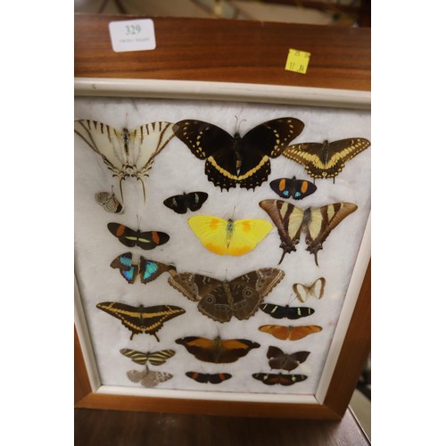 329 - Framed butterfly & moth picture