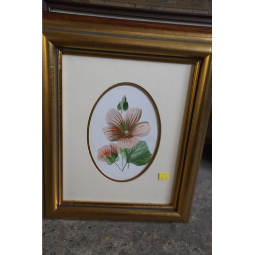 525 - Framed flower prints & others