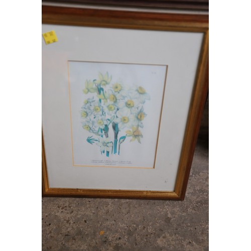 525 - Framed flower prints & others