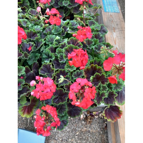 Lot 7         
