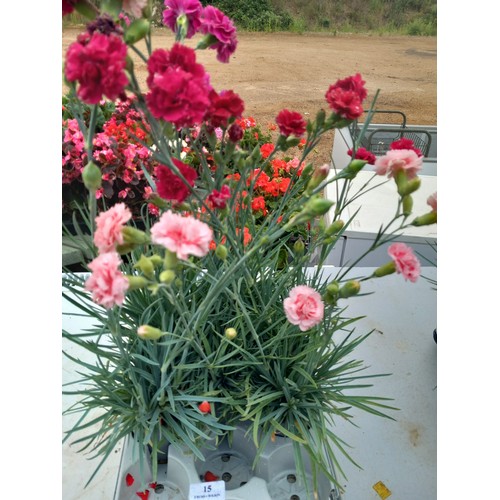 Lot 15        