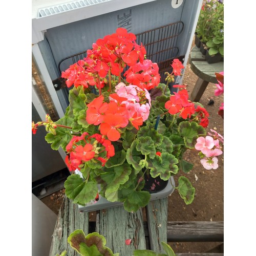 Lot 25        