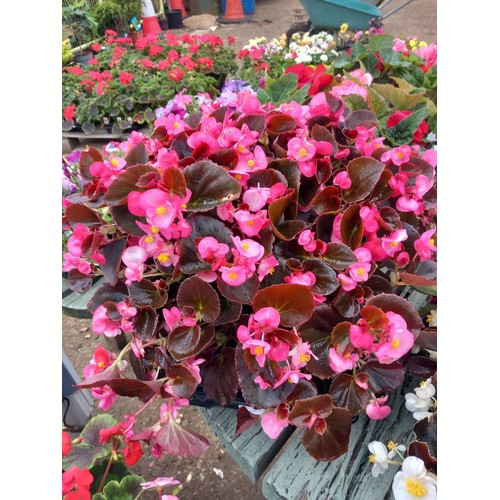 Lot 26        