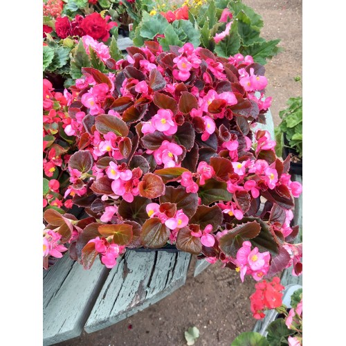 Lot 28        