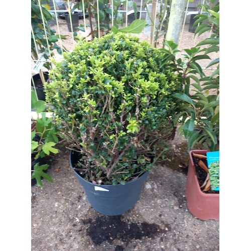 Lot 35        