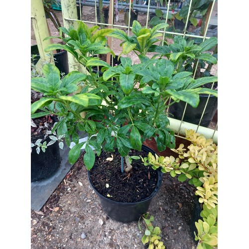 Lot 39        