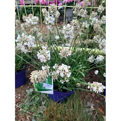 Lot 50        