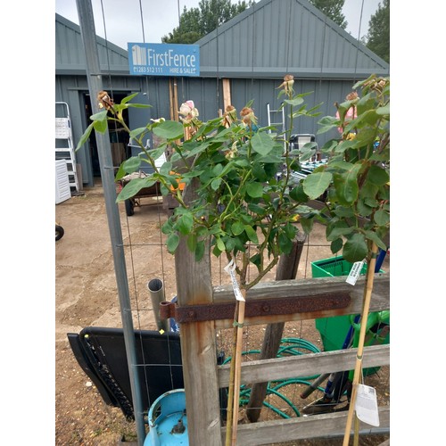 Lot 52        