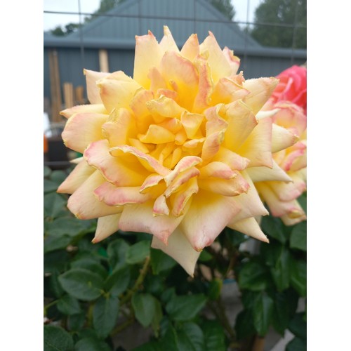 Lot 54        