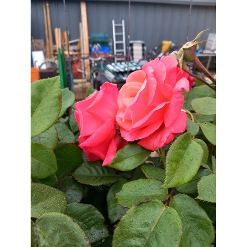 Lot 55        