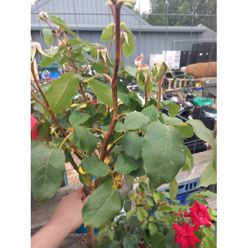 Lot 56        