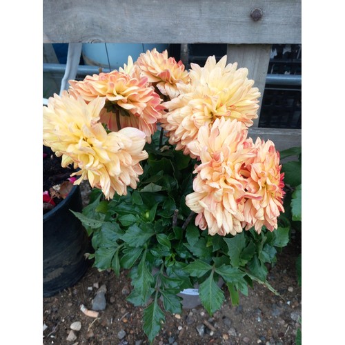 Lot 58        