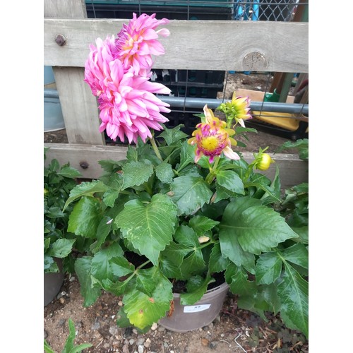 Lot 59        
