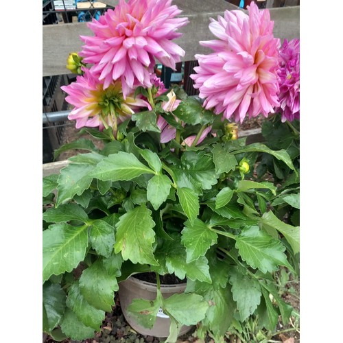 Lot 60        