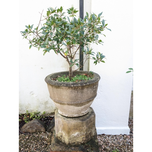 13 - Large Reconstituted Stone  Garden Planter With Concrete Pedestal Base - Well Patinad - With Shrub Pl... 