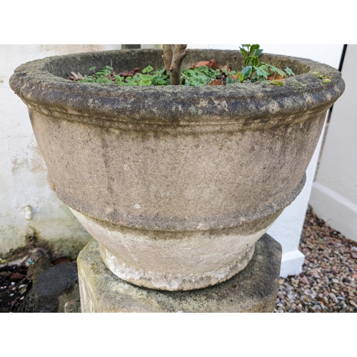 13 - Large Reconstituted Stone  Garden Planter With Concrete Pedestal Base - Well Patinad - With Shrub Pl... 