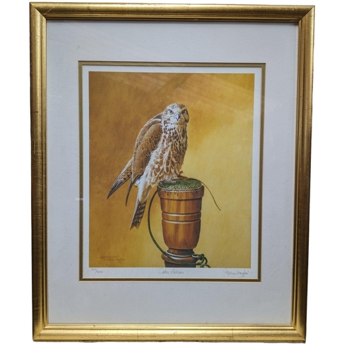 185 - Graham Gayford - Limited Edition Signed And Numbered Print Saker Falcon 329/850 Excellent Condition ... 