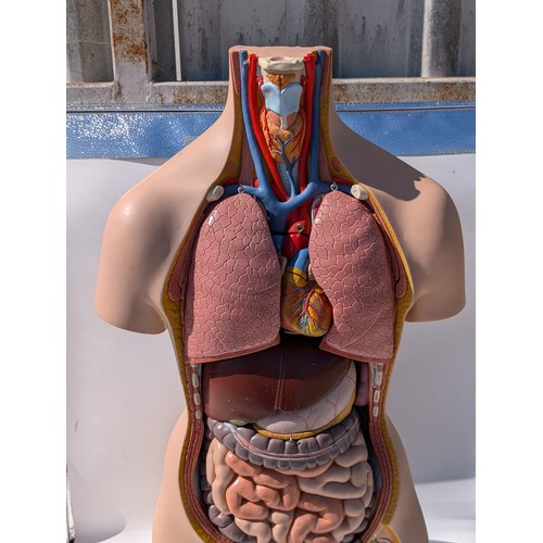 128 - Very Good Life size 3B B35 Anatomical Model - No Torso Plates or Head