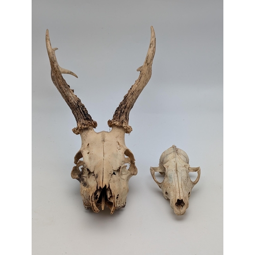 258 - Pair Of Skulls, Deer 3 Pointer Skull 30cm Plus One Other 13cm