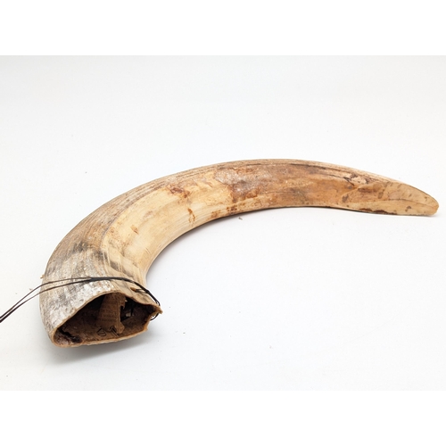 264 - Large & Impressive Hippopotamus  Tooth, Believed to be Late 19C Very Heavy and Unique Piece 35cm Fos... 