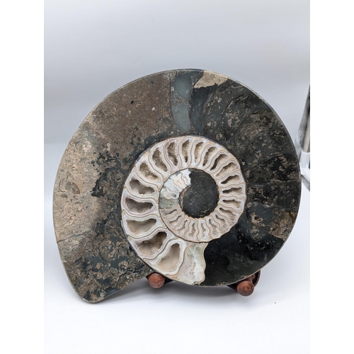 271 - Huge High Quality Pair Crystalised Ammonite Fossil Specimens Highly Polished Within There Original S... 