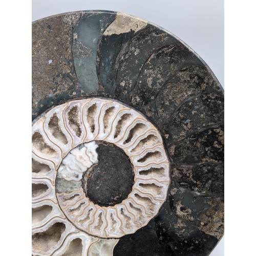 271 - Huge High Quality Pair Crystalised Ammonite Fossil Specimens Highly Polished Within There Original S... 