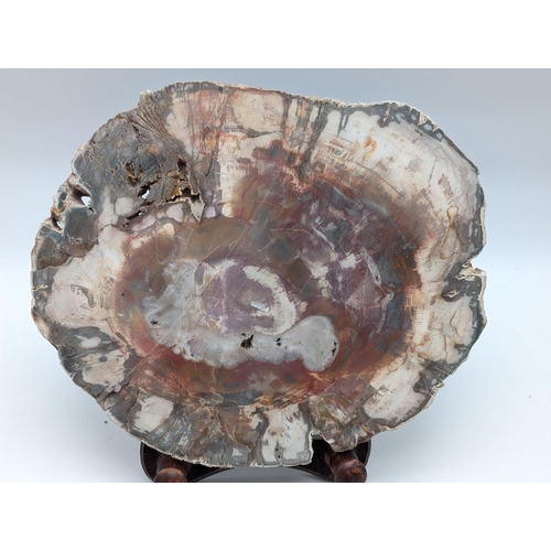 272 - Petrified Wood Fossil - Highly Polished Example In Excellent Condition 10x8.5x1.25