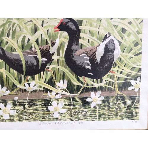 113 - John Tennant 1980 - Moorhens 11/90 Limited Print 60x50cm