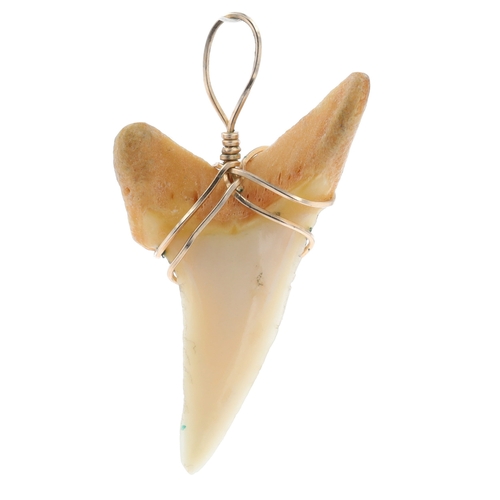 Gold Wired Animal Tooth Pendant