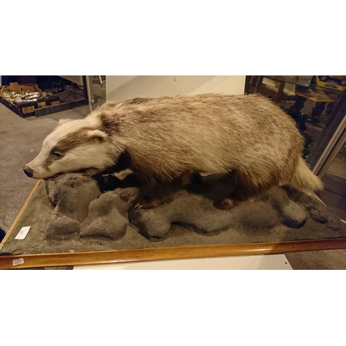 479 - Taxidermy badger 2 1/2 ft approx