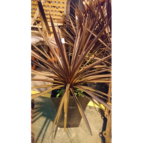 109 - Patio Palm