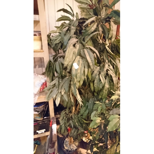 253 - Large indoor plant