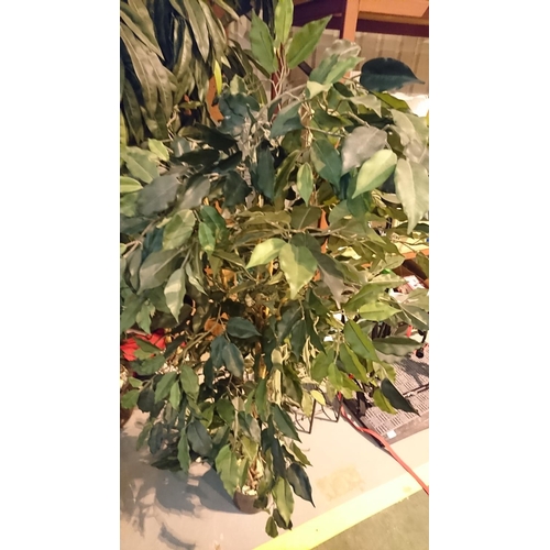 255 - Indoor house plant