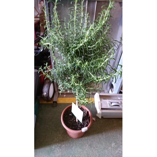 102 - Standard rosemary shrub