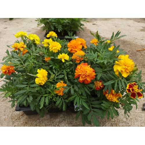 21 - Two trays of six French Marigold plants