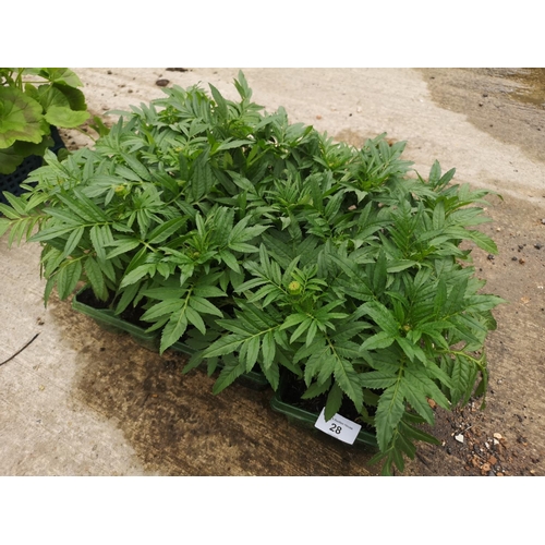 28 - Three trays of twelve African Marigold plants