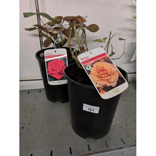 161 - Two mixed colour potted hybrid tea roses