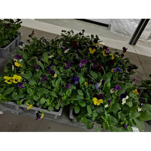 170 - Five trays x6 violas - mixed colours