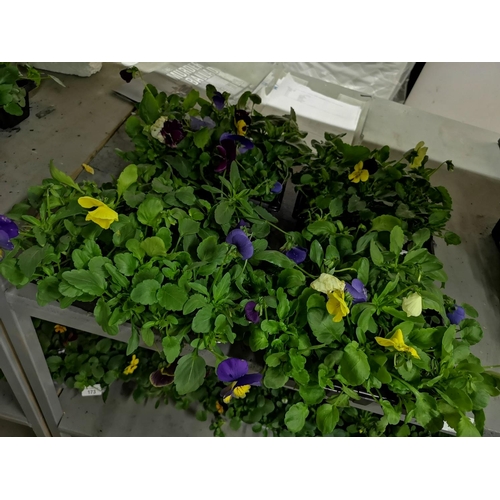 171 - Four trays x 6 trailing pansies - mixed colours