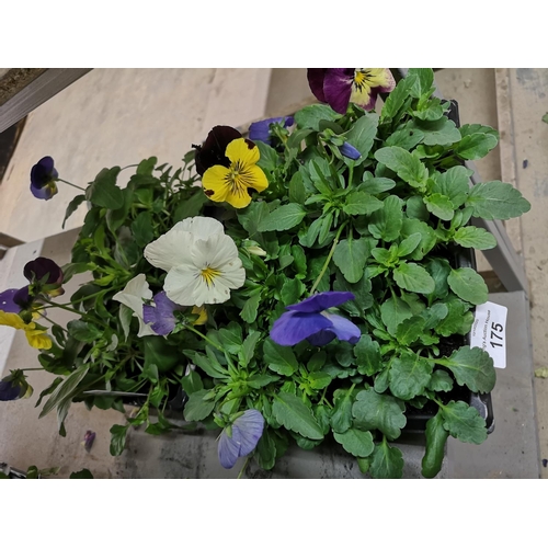 175 - Three trays x 6 trailing pansies - mixed colours