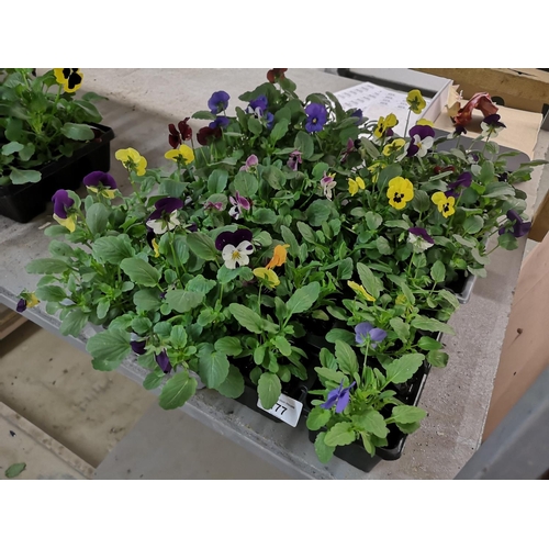 177 - Four trays x6 violas - mixed colours