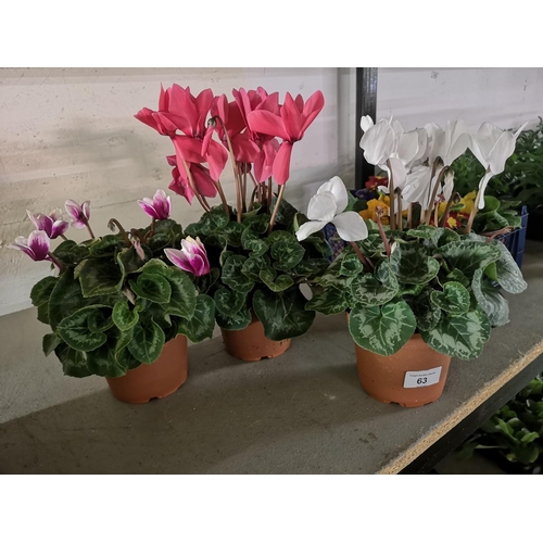 63 - Three large potted cyclamen plants