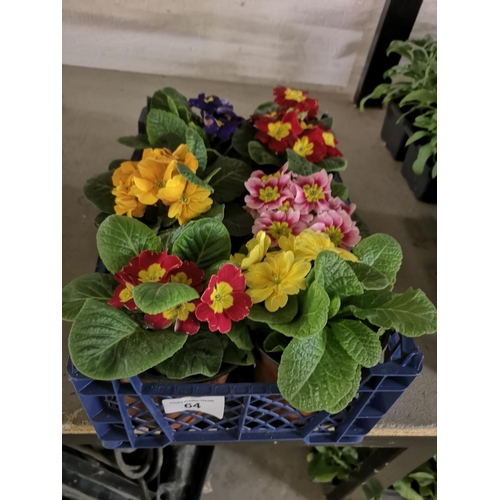 64 - Six potted primroses - mixed colours