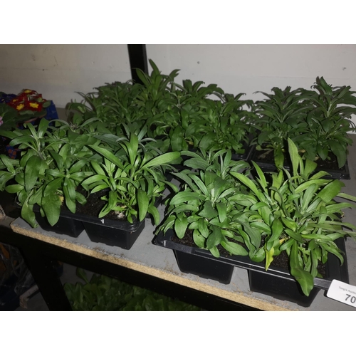 70 - Five trays x 6 dwarf wallflower Sugar Rush mixed