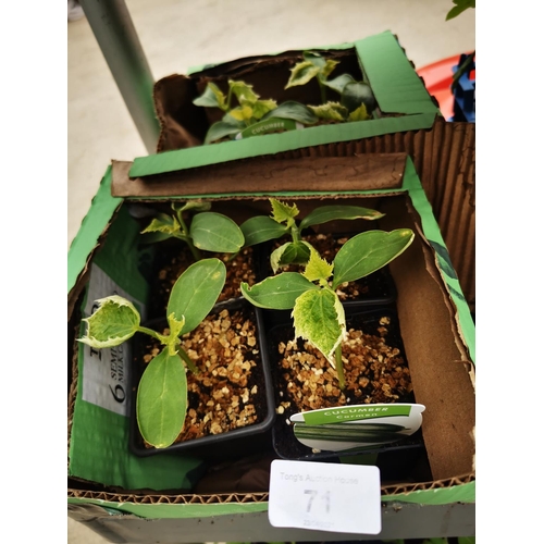 Lot 71        