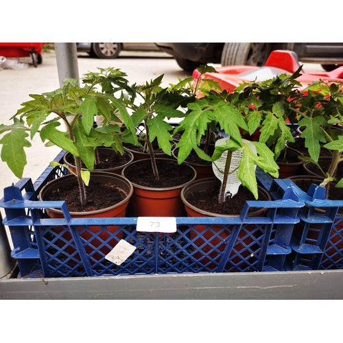 Lot 73        